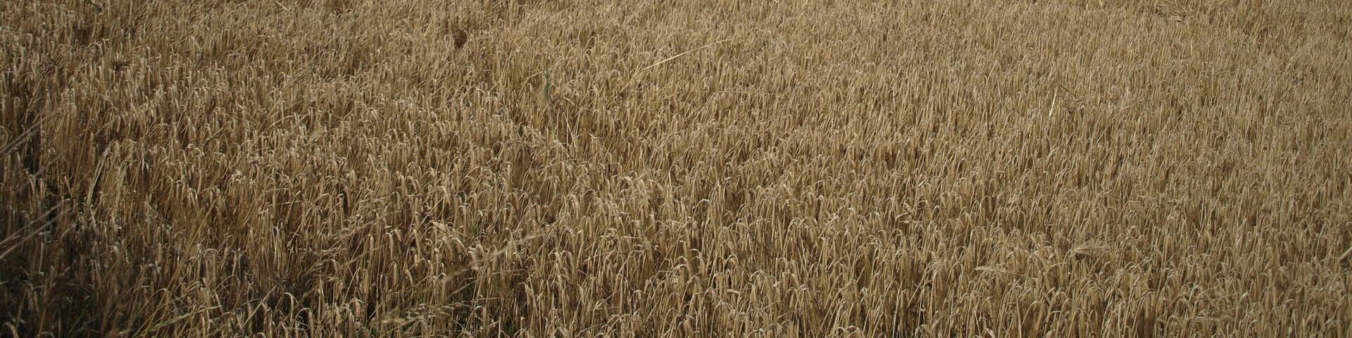 Wheatfield near Bacheldre Wheatfield near to Bachheldre and Claerwen, view roughly North east towards Melin-Y-wern.