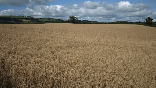 Wheatfield near Bacheldre Wheatfield near to Bachheldre and Claerwen, view roughly North east towards Melin-Y-wern.