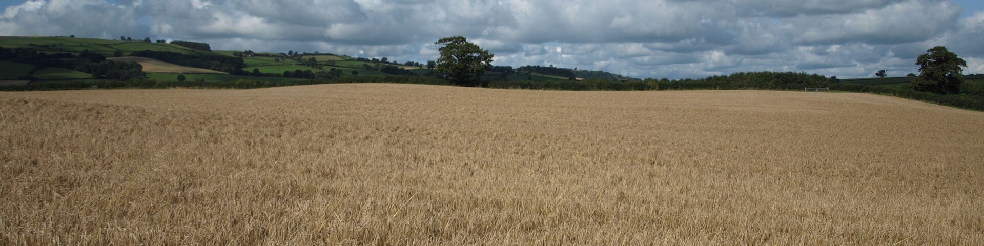 Wheatfield near Bacheldre Wheatfield near to Bachheldre and Claerwen, view roughly North east towards Melin-Y-wern.