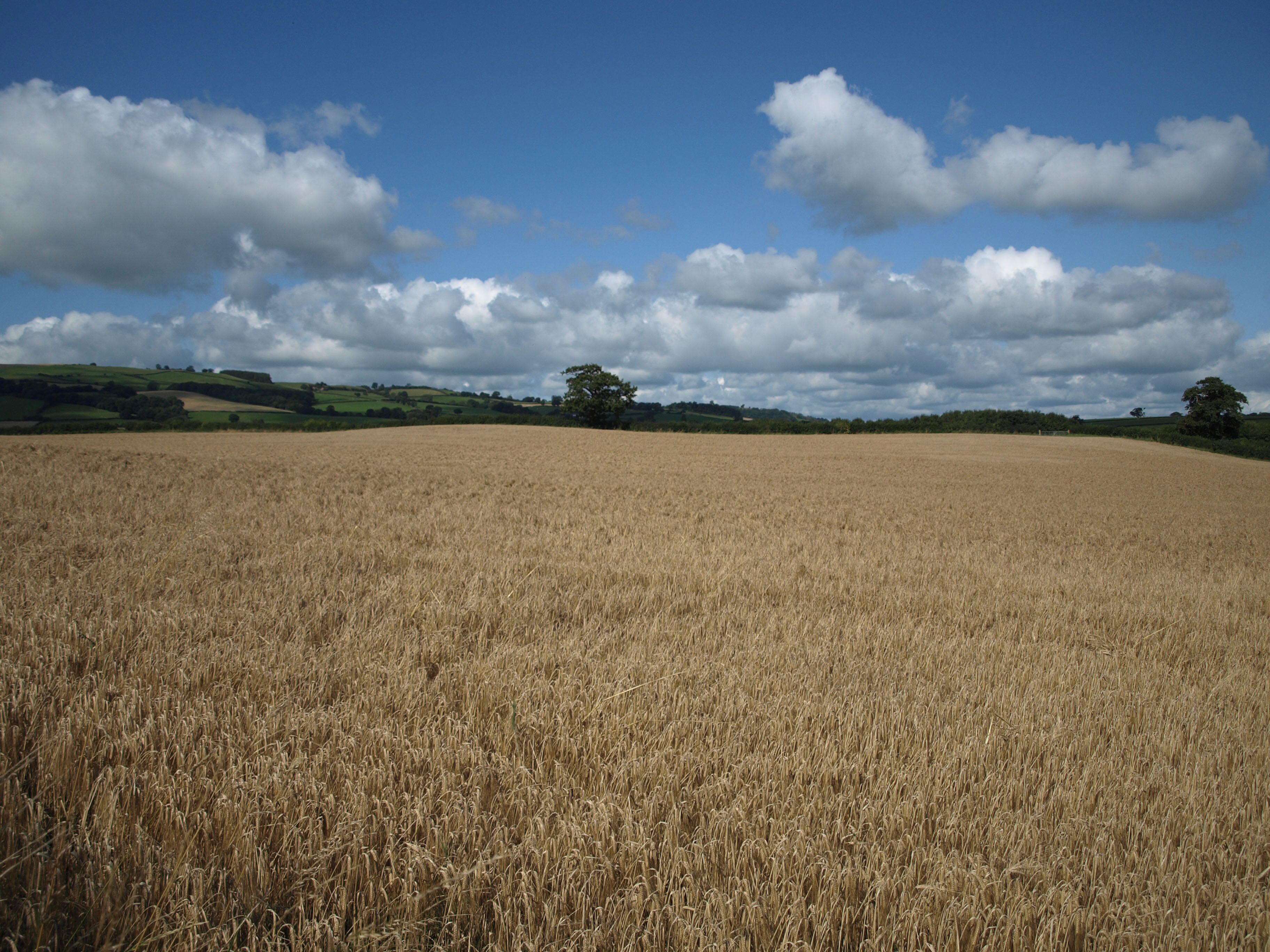A golden wheat field under a partly cloudy sky.