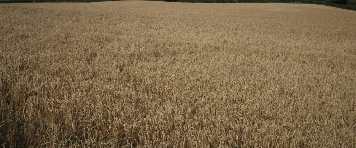 A golden wheat field under a partly cloudy sky.