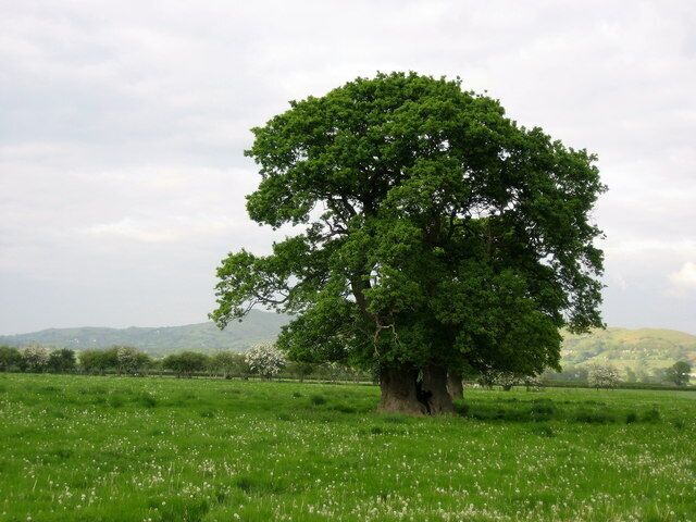 Handsome Tree at Mellington To be found in pastures just off the access lane to Mellington Hall.
