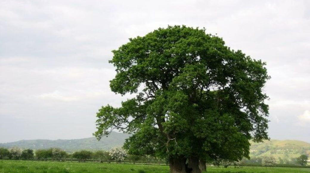 Handsome Tree at Mellington To be found in pastures just off the access lane to Mellington Hall.