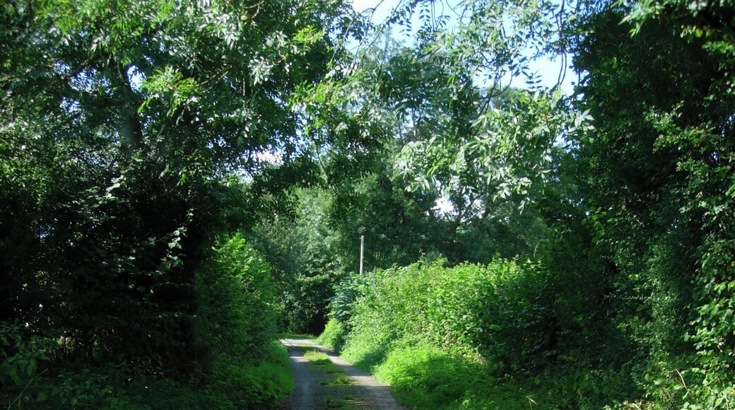Minor (very) road looking towards Gernant General view of little used and very rough secondary road looking towards Gernant. In the opposite direction lies Bacheldre.