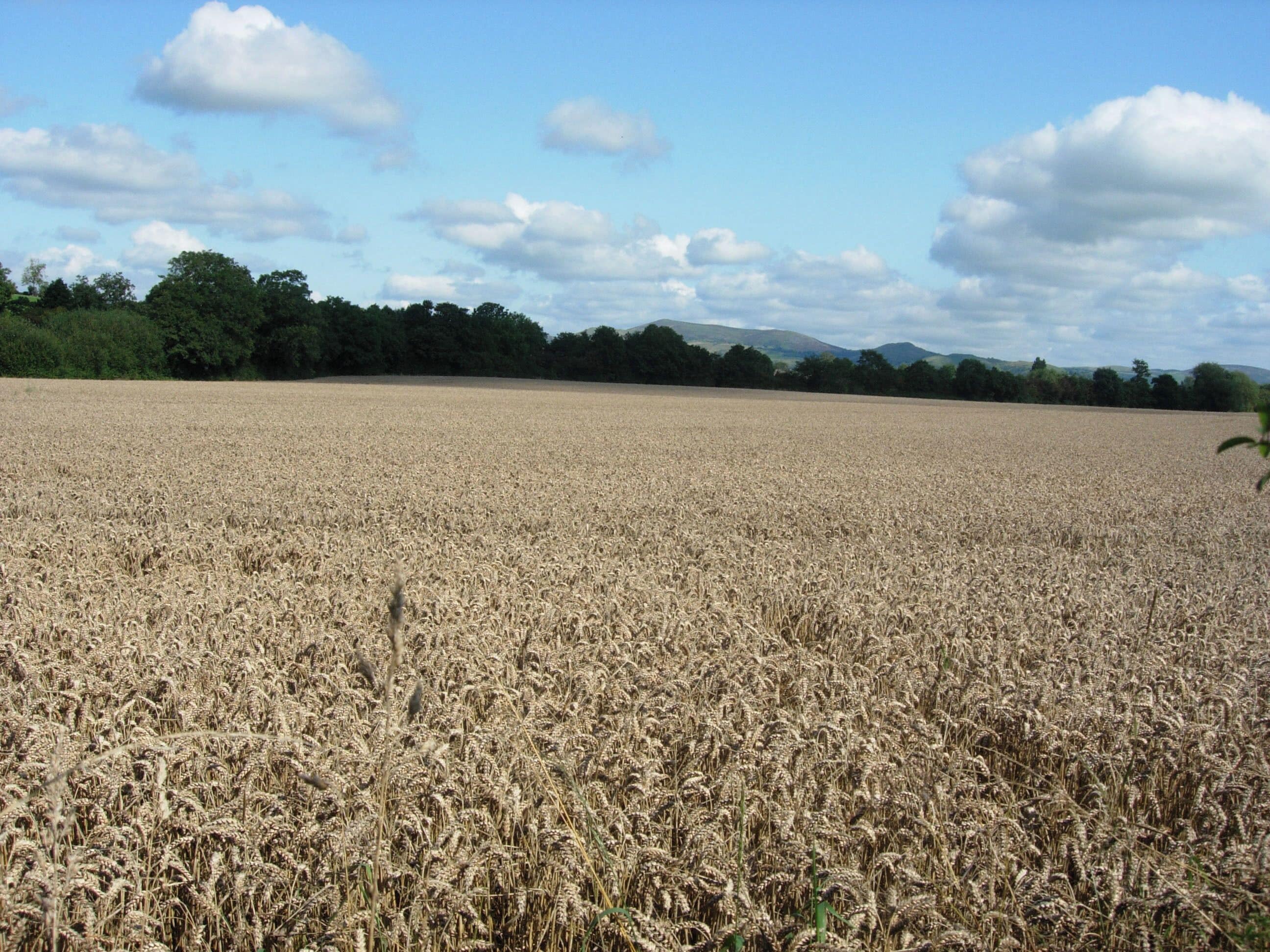 Wheatfield near Melin-Y-wern General view of wheat field and distant hills near Melin-Y-Wern.