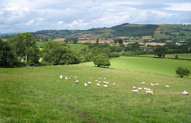 A green field with sheep grazing, trees, and rolling hills in the background.