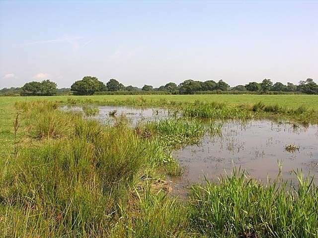 Marlpit at Paradise Farm. Typical mid-Cheshire pond which supports a wide variety of wildlife.