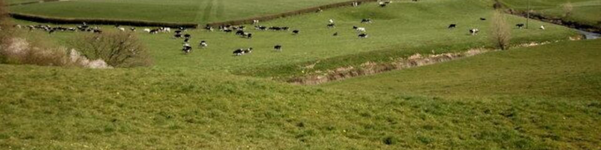 Salt Subsidence Topography, Cheshire This undulating topography on the otherwise very flat Cheshire Plain near Wade's Green Hall between Winsford and Nantwich is caused by dissolution of the underlying Triassic salt horizons at what is known as "Wet Rockhead".