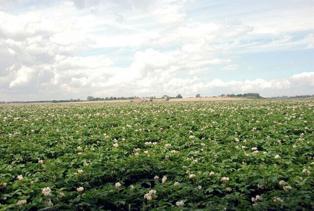 A field of potatoes Taken from the opposite side of the road and a little further North of Chislet Church.