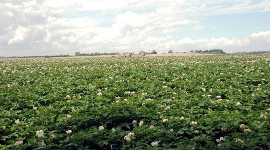 A field of potatoes Taken from the opposite side of the road and a little further North of Chislet Church.