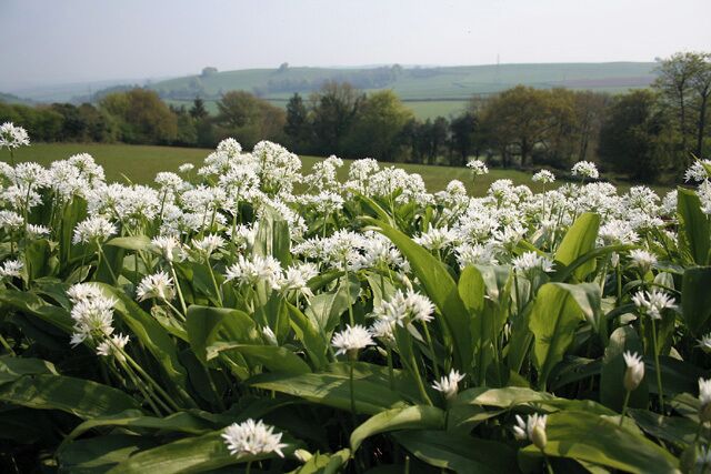 Chipstable: wild garlic. Looking south towards Combe Downs