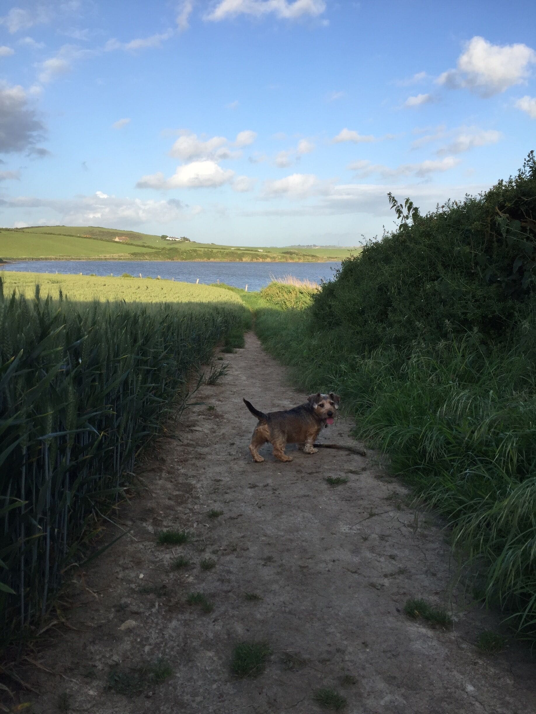 Lovely coastal walks with a choice of walking through the maize fields or along the pebble beach 