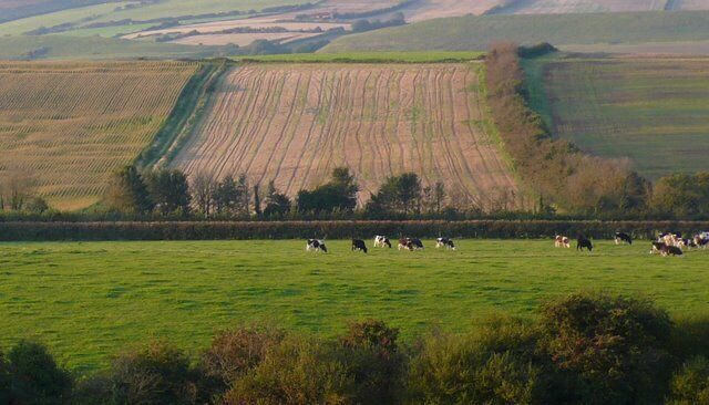 A rural landscape with rolling green fields, a stone wall, and grazing cows.