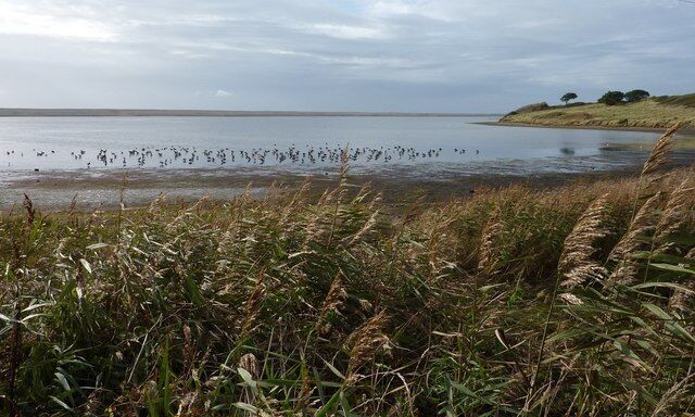 Shoreline, Lynch Cove Taken from the South West Coast path late one afternoon. This is the point where Littlesea Holiday Park meets The Fleet. The number of birds grew rapidly over 20 minutes or so.