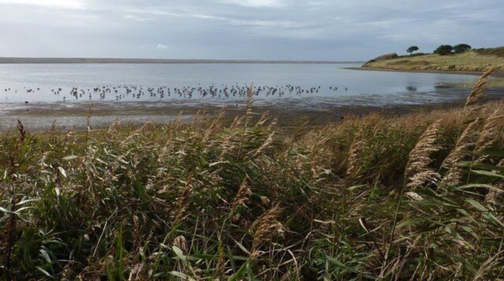 Shoreline, Lynch Cove Taken from the South West Coast path late one afternoon. This is the point where Littlesea Holiday Park meets The Fleet. The number of birds grew rapidly over 20 minutes or so.