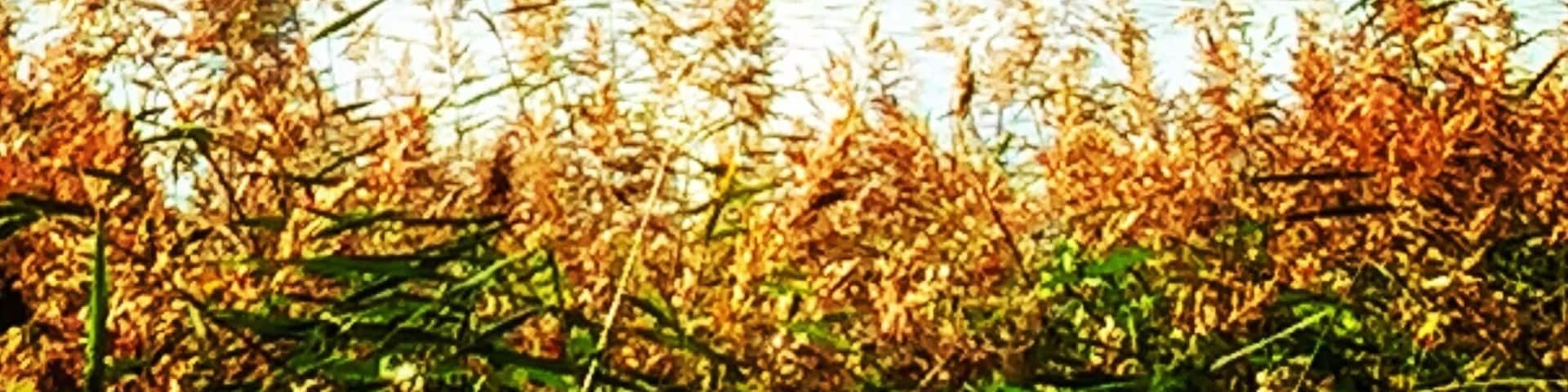 Taken from the playground, there's aw car park here & a fish & chip restaurant. Water was quite low on the lake when I took this