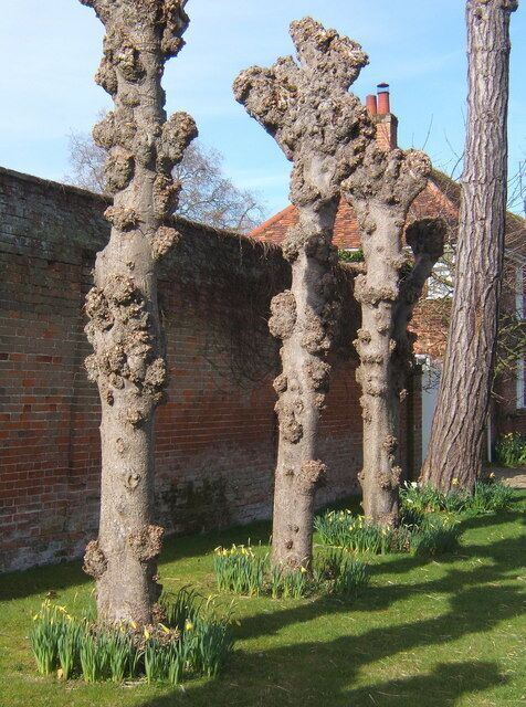 Row of pollarded trees, Chelsworth