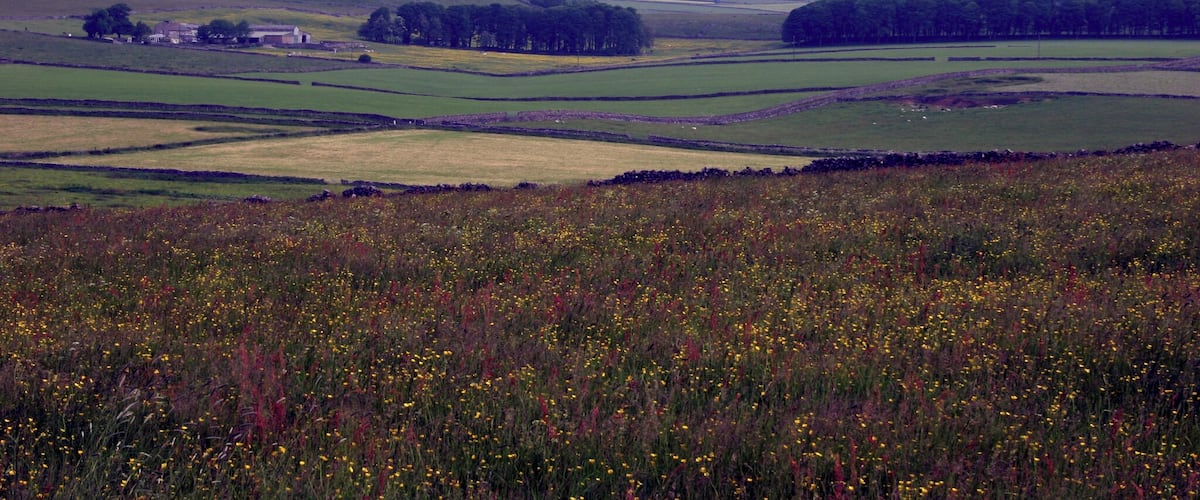 Rolling hills, a field of wildflowers, and a distant farmhouse.