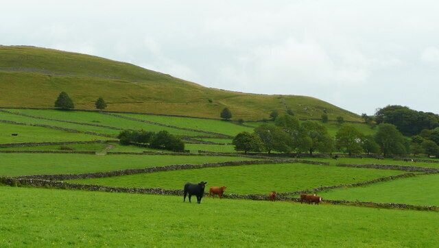 Beef pasture Rich grassland of the White Peak; the hill beyond is Chelmorton Low (446m).