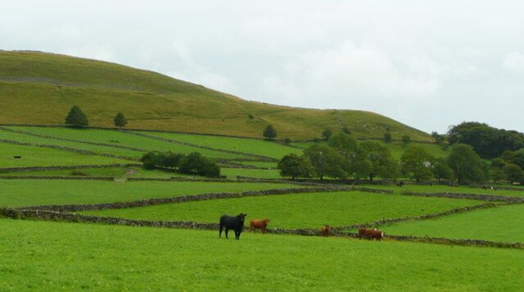 Beef pasture Rich grassland of the White Peak; the hill beyond is Chelmorton Low (446m).