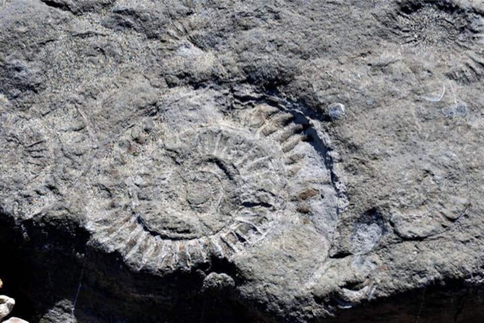 Une empreinte fossile sur une surface rocheuse.