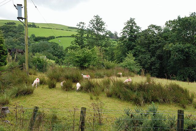Paisaje rural con colinas onduladas, una cerca y ovejas pastando.