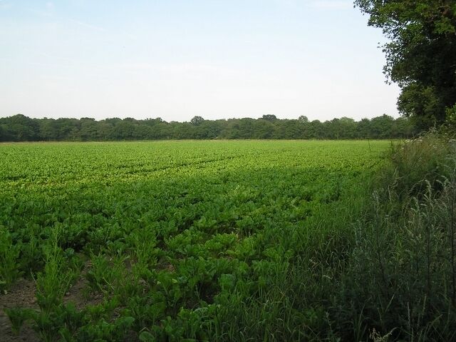 Sugar beet, near Catfield.