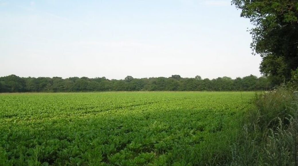 Sugar beet, near Catfield.