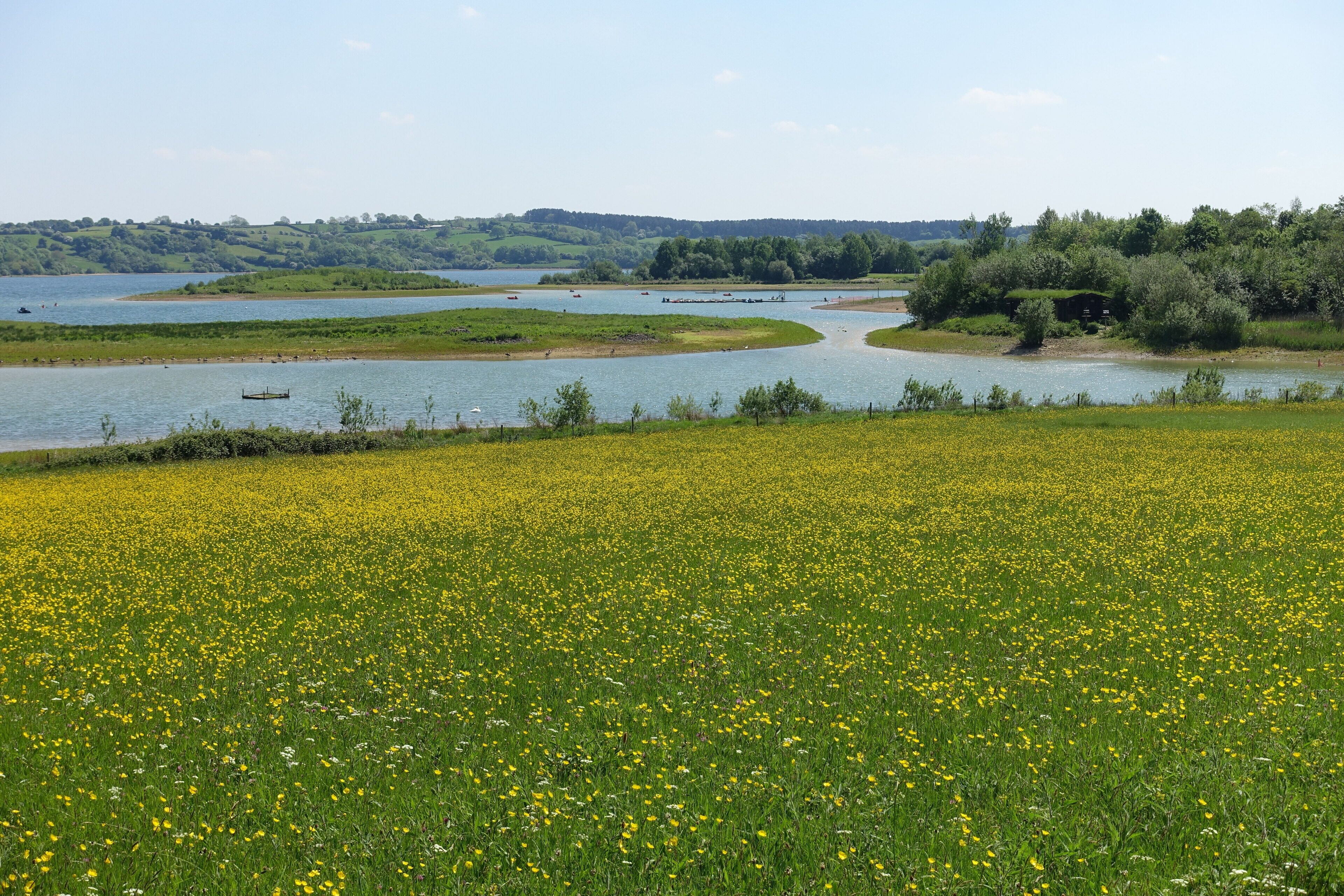A river winding through a field of yellow flowers, with green hills and trees in the background.