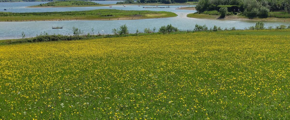 A river winding through a field of yellow flowers, with green hills and trees in the background.