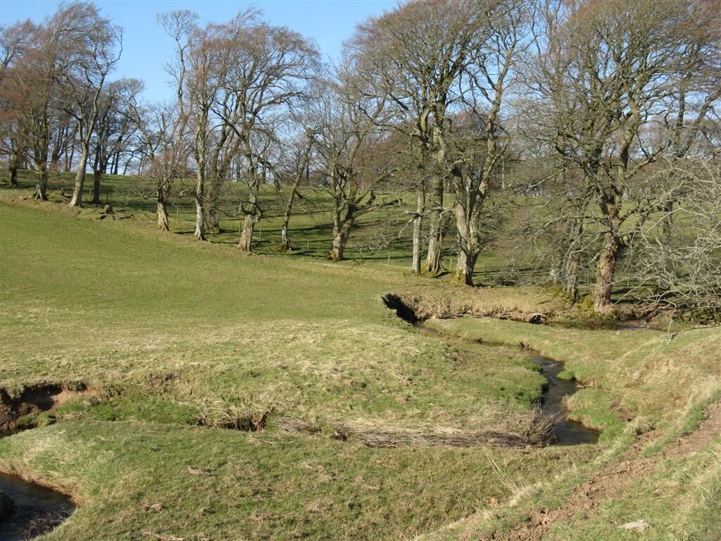 Carlops Burn and shelter belt On the road to Kitleyknowe.