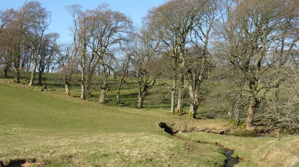 Carlops Burn and shelter belt On the road to Kitleyknowe.