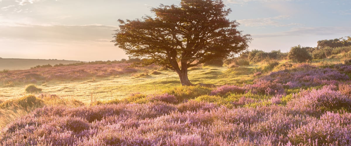 Et enkelt træ i et flor af lilla blomster under en klar himmel.