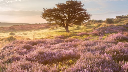 Un árbol solitario en un campo de flores moradas bajo un cielo despejado.