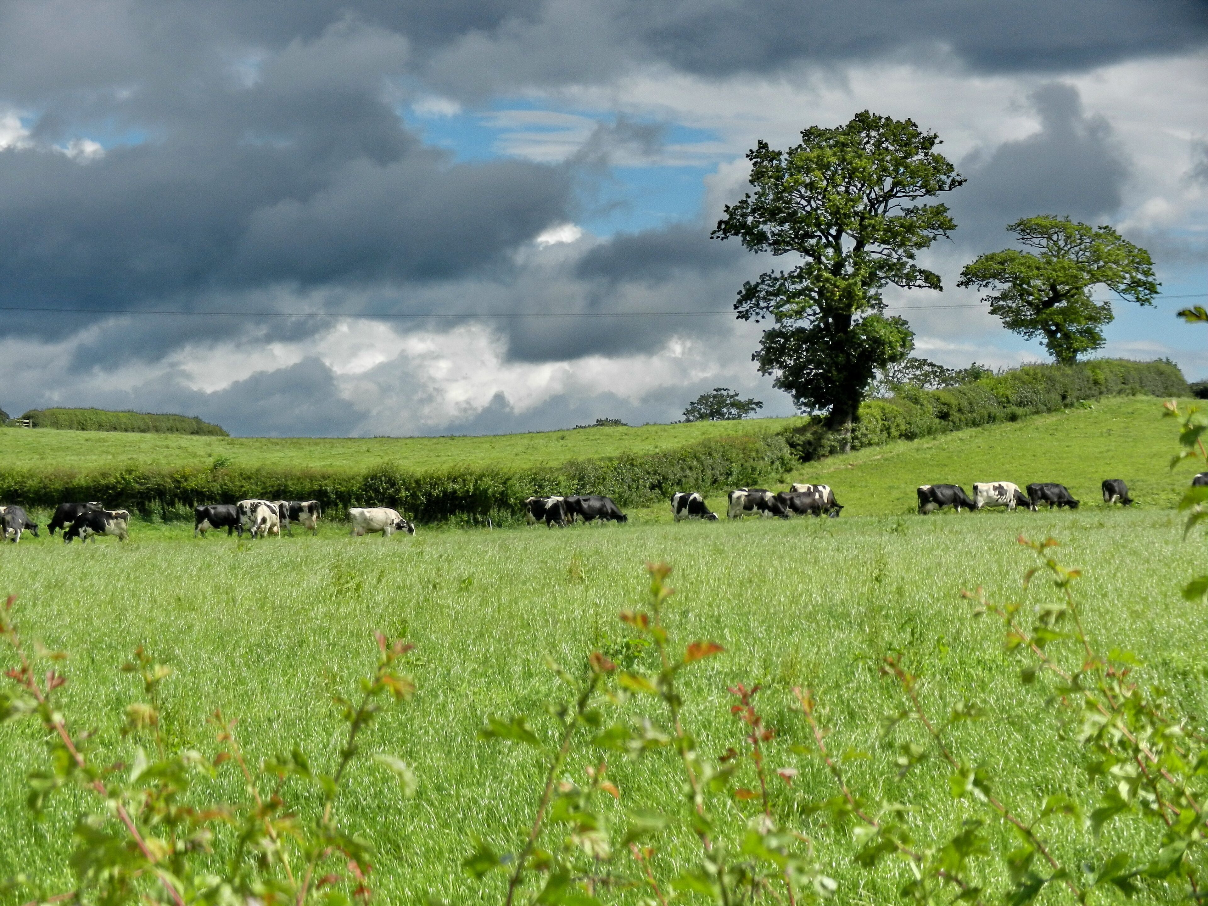 A grassy field with cows grazing under a cloudy sky.