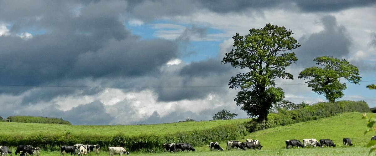 A grassy field with cows grazing under a cloudy sky.
