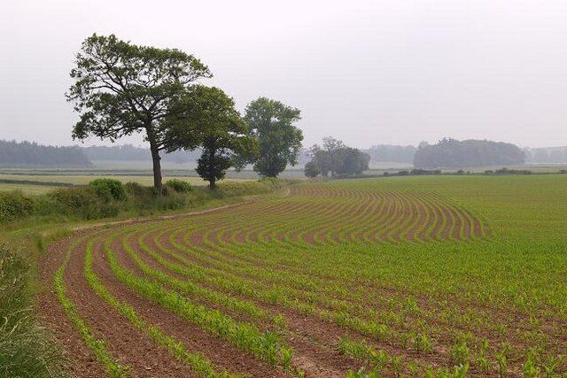 Maize seedlings, Eyton Maize is primarily used as feed for livestock. See Maize