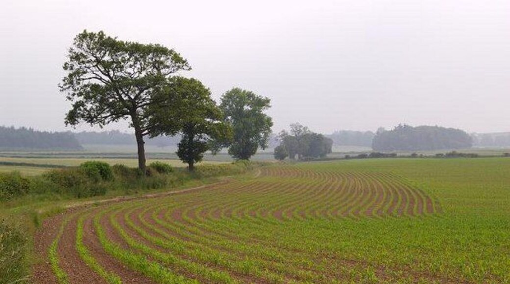 Maize seedlings, Eyton Maize is primarily used as feed for livestock. See Maize
