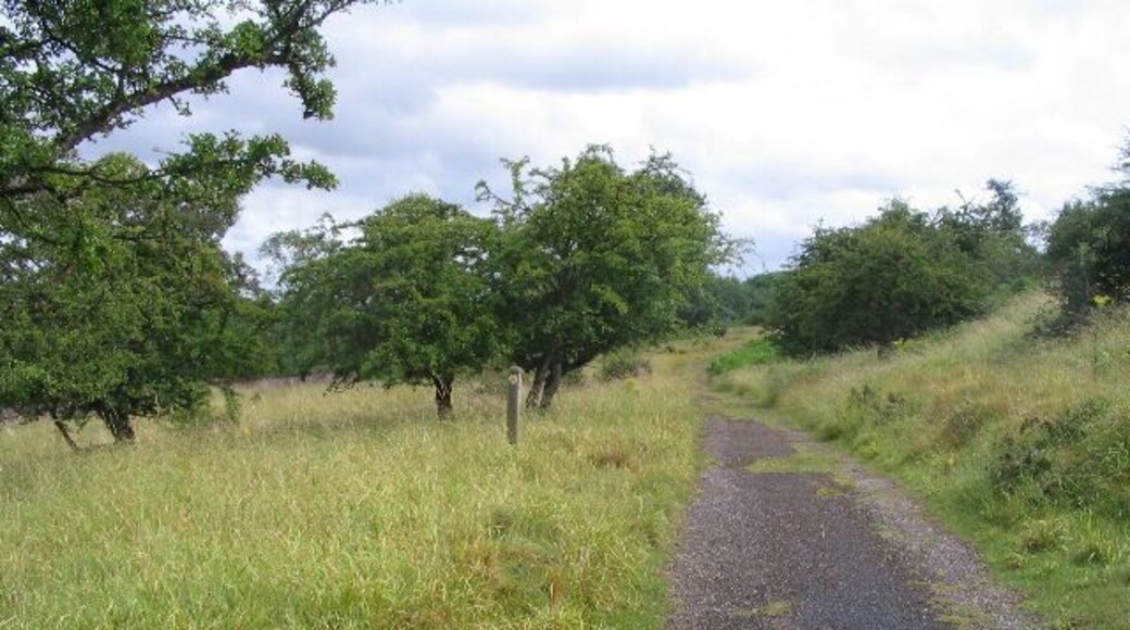 Public footpath, Loton Park Hawthorns and grassland alive with butterflies on a hot, humid day.
