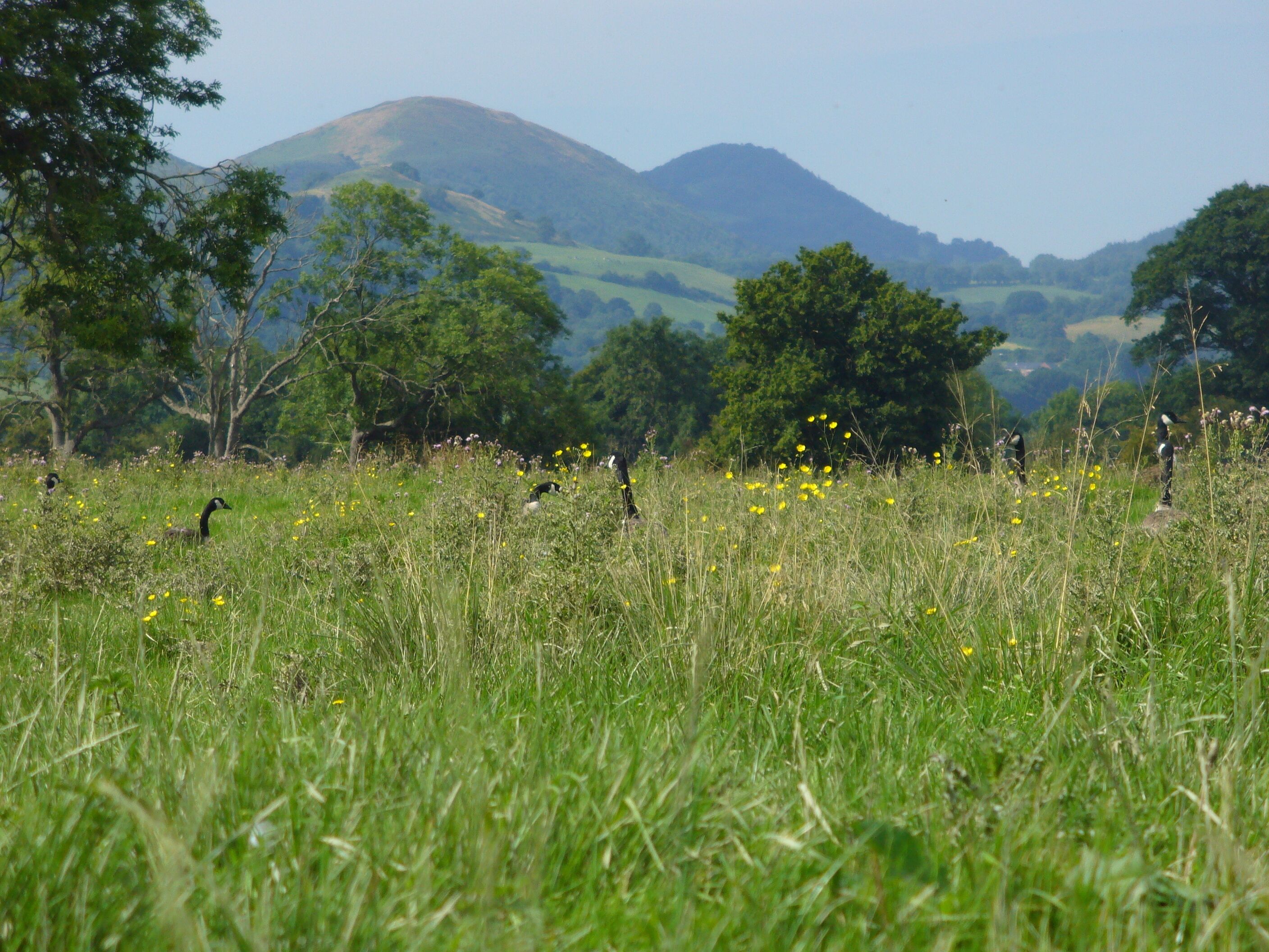 Geese hiding in a field Geese hiding in a field above the banks of the Severn