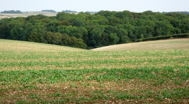 A rural landscape with a field of crops in the foreground and a dense forest in the background.