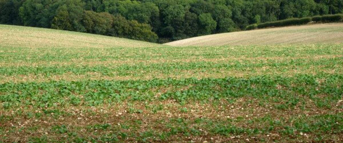 A rural landscape with a field of crops in the foreground and a dense forest in the background.