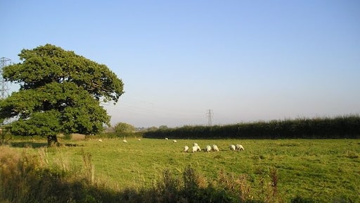 Sheep near Leffey Hall Buxhall