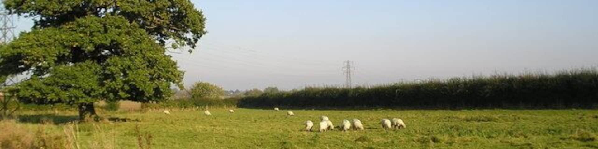 Sheep near Leffey Hall Buxhall