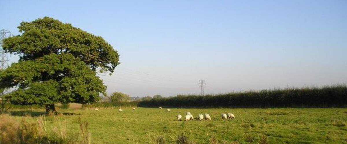 A grassy field with a large tree and a herd of sheep grazing.