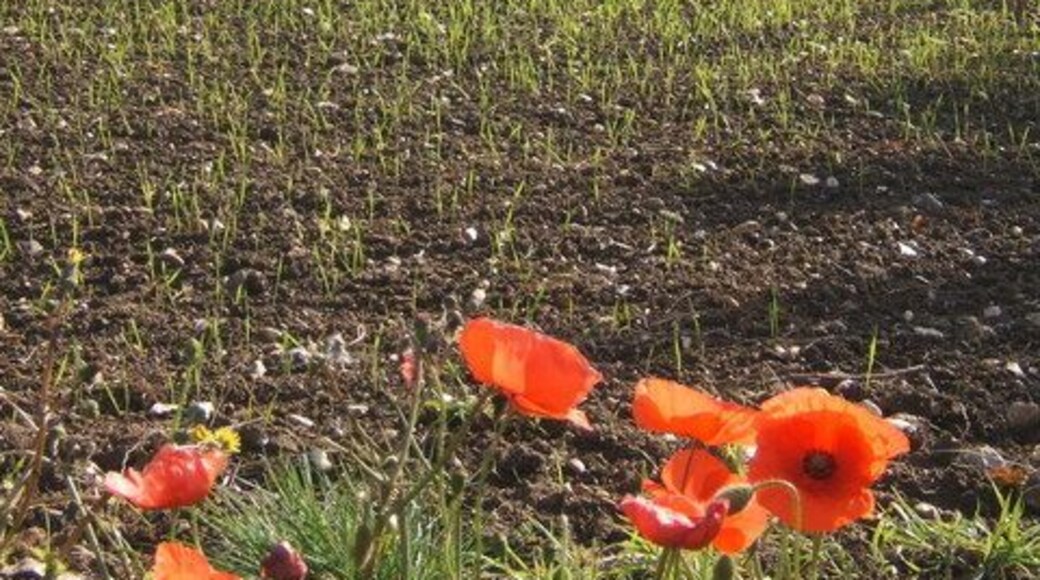 Late poppies and view across field near Buxhall
