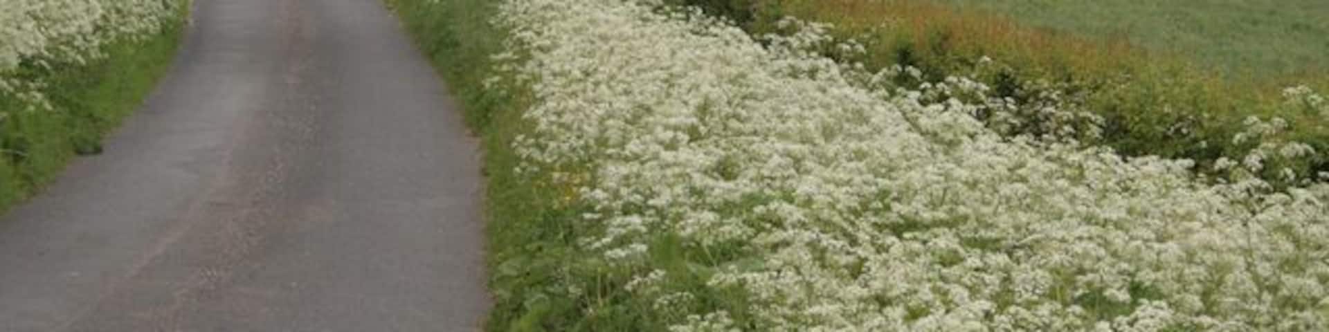 The road from Butterton to Grindon, looking towards Butterton