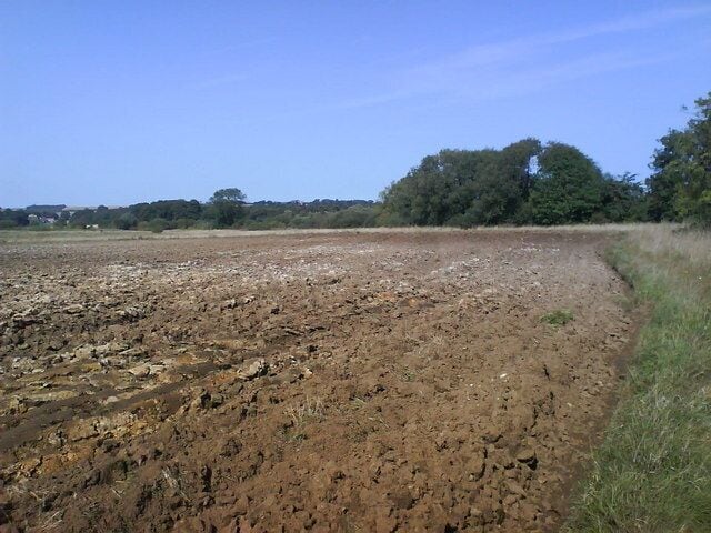 Trees and Shrubs mark the edge of Clombe Beck Looking across 'The Carr'to the trees following the line of the stream.