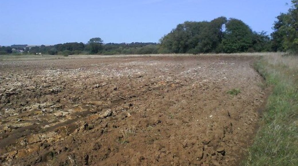 Trees and Shrubs mark the edge of Clombe Beck Looking across 'The Carr'to the trees following the line of the stream.