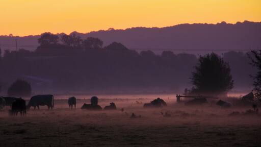 Cows grazing autumn morning, Somerset levels